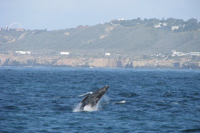 San Diego Whale Watching Cruise - Final Thoughts
