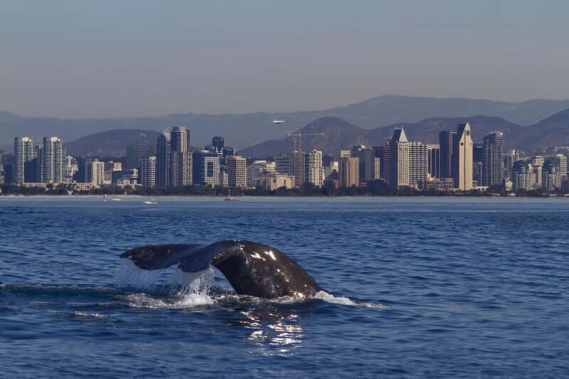 San Diego: Whale Watching Cruise on the Yacht America - A Deep Dive Into the Whale Watching Experience