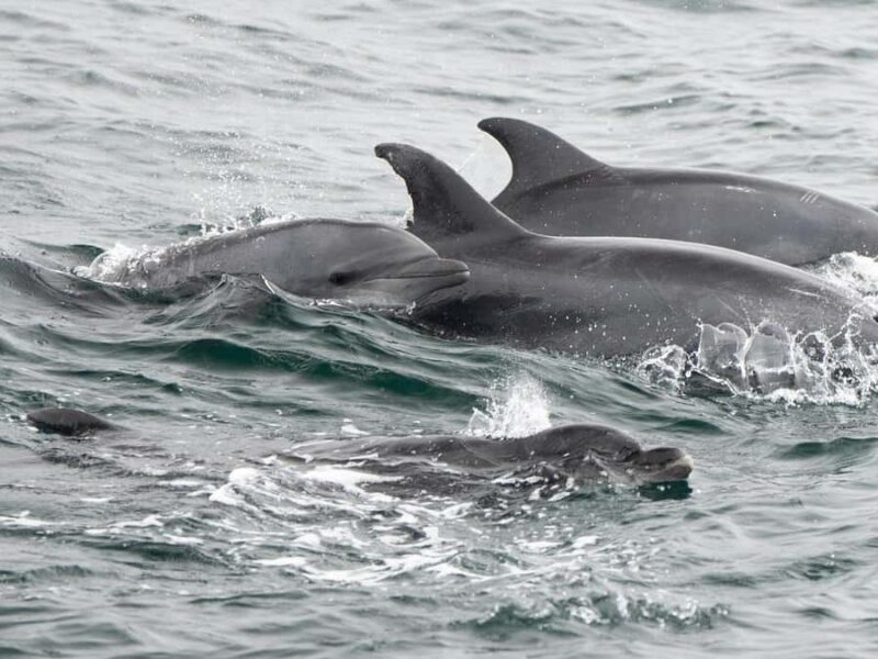 San Diego: Whale Watching & Dolphin Cruise - Key Points