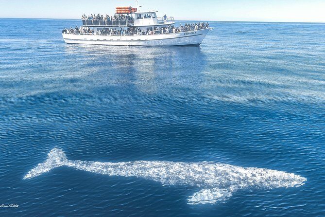 San Diego Whale Watching Tour - The Heart of the Experience: What You Can Expect