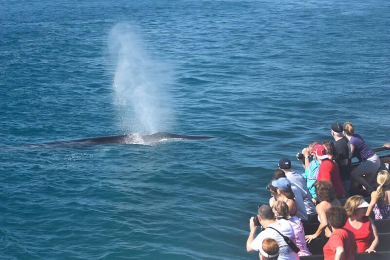 San Diego: Whale Watching Tour - Setting Out and the Itinerary
