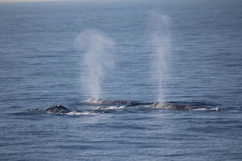San Diego: Whale Watching Tour - Guided Commentary and Education