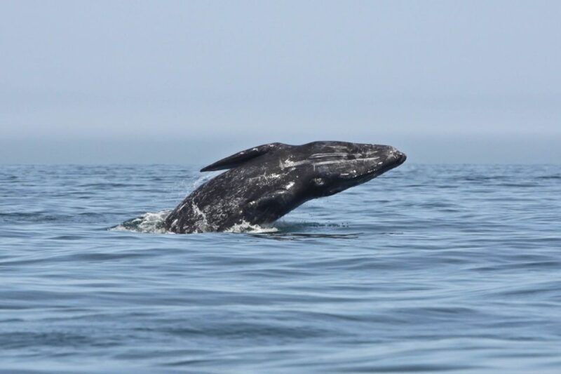 San Diego: Whale Watching Tour - The Cost and Value