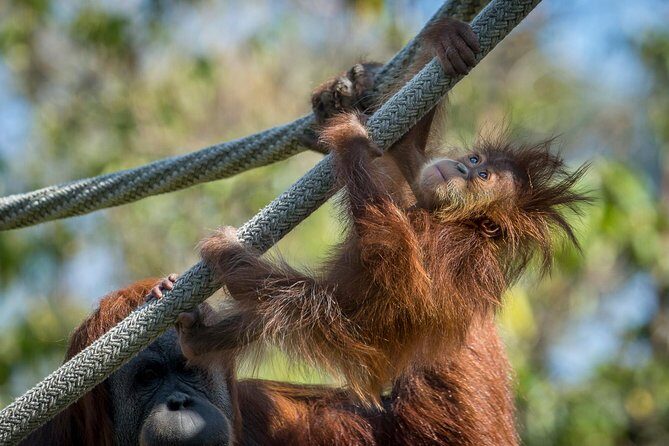 San Diego Zoo and Safari Park 2-Visit Pass Ticket - Authentic Reviews and Experiences