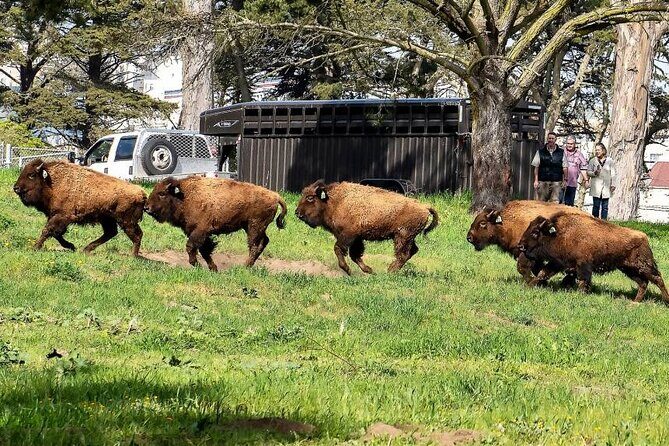 San Francisco: All Day Bike Rental in Golden Gate Park - FAQ