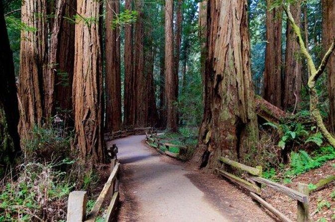 San Francisco: Coastal Redwoods Tour and Hop-on Hop-off Bus Tour - Key Points