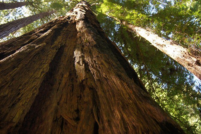 San Francisco: Coastal Redwoods Tour and Hop-on Hop-off Bus Tour - FAQs About the Tour
