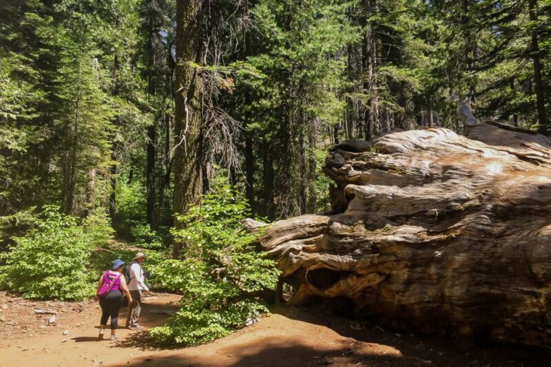 San Francisco: Day Trip to Yosemite with Giant Sequoias Hike - Why This Tour Offers Good Value