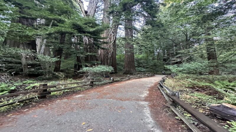 San Francisco: Full-Day City Tour w/ Muir Woods & Sausalito - A Detailed Look at the Full-Day San Francisco Tour