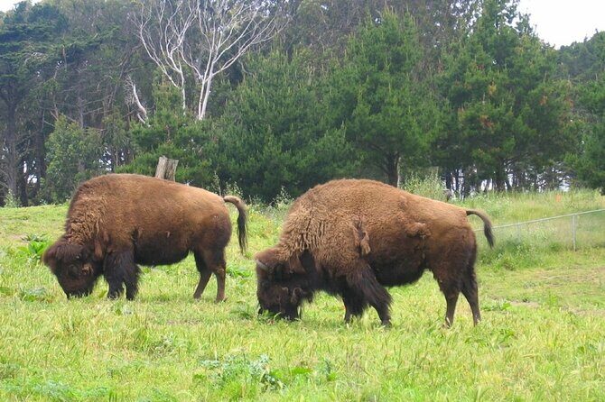 San Francisco Golden Gate Park Tour - A Deep Dive into the Golden Gate Park Tour Experience