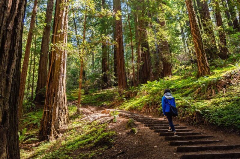 San Francisco Golden Gate Sausalito Muir Woods Private Tour - The Essentials of the San Francisco Golden Gate Sausalito Muir Woods Private Tour