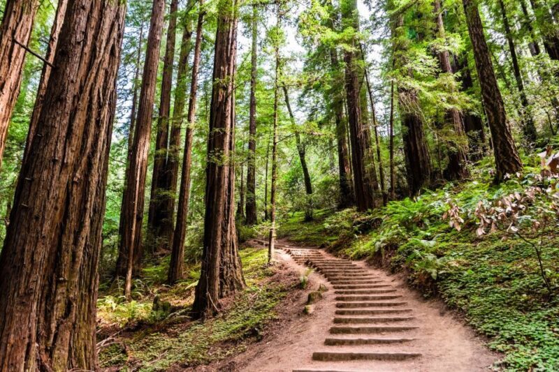 San Francisco Golden Gate Sausalito Muir Woods Private Tour - Who Should Consider This Tour?