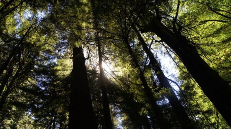 San Francisco: Guided Coastal Redwoods & Wine Country Tour - Experience the Best of California’s Coast and Wine Country