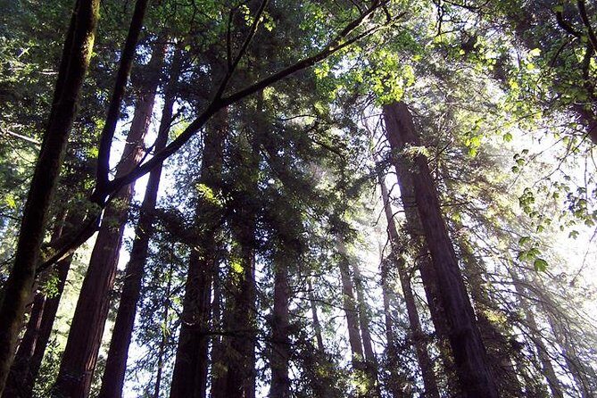 San Francisco: Guided Tour of Coastal Redwoods & Wine Country - Frequently Asked Questions