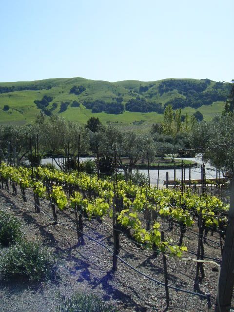 San Francisco: Half-Day Wine Country Tour with Wine Tastings - Final Thoughts