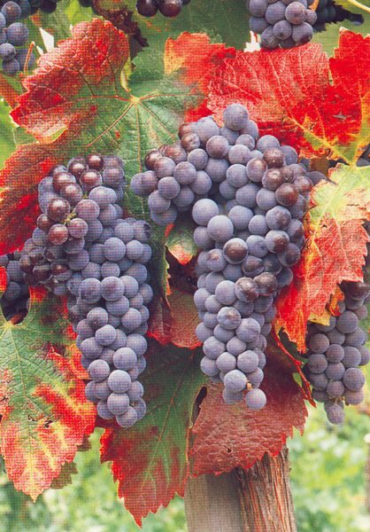 San Francisco: Half Day Wine Tour & Hop-On Hop-Off City Tour - Exploring San Francisco and the Wine Region
