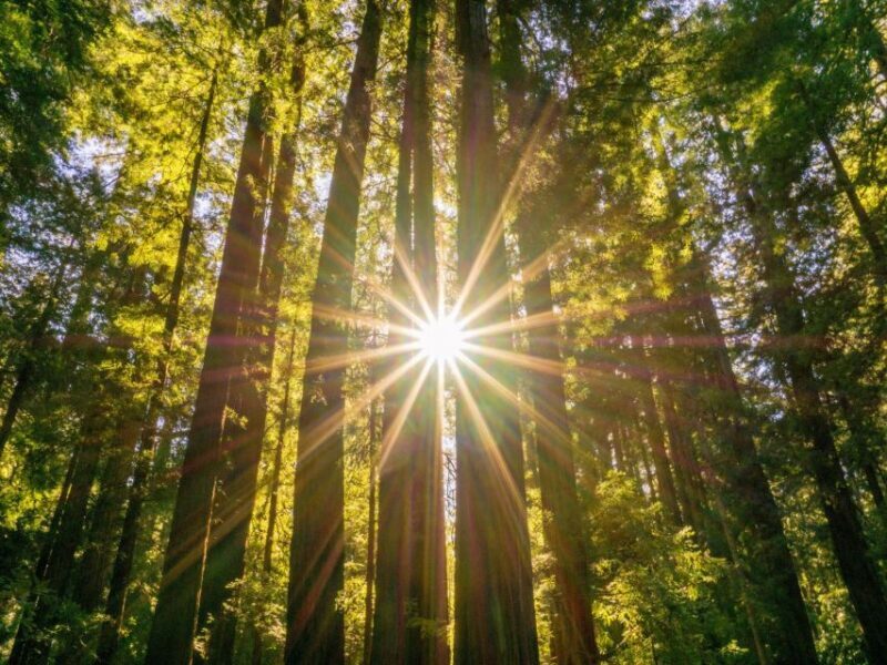 San Francisco: Muir Woods and Sausalito Experience - Key Points
