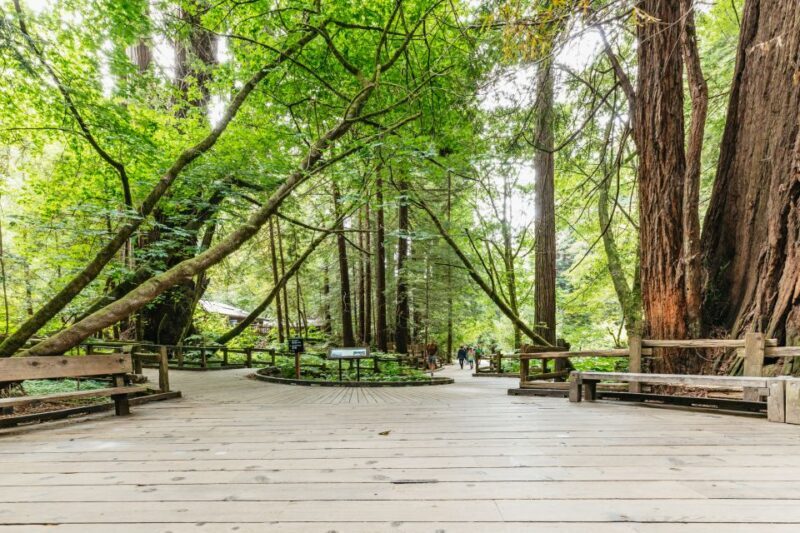 San Francisco: Muir Woods and Sausalito Small-Group Tour - A Deep Dive into the Experience