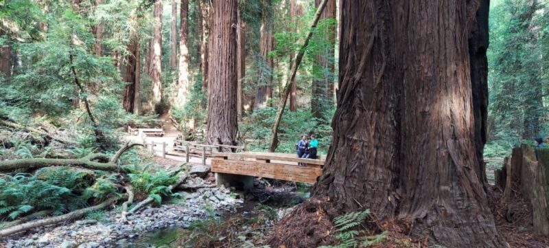 San Francisco: Muir Woods and Sausalito Small Group Tour - Transportation and Comfort