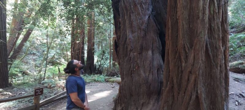 San Francisco: Muir Woods and Sausalito Small Group Tour - Authentic Feedback from Travelers