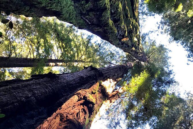 San Francisco & Muir Woods Full Day Small Group Private Tour - Final Thoughts