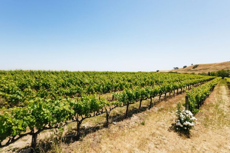 San Francisco: Muir Woods, Napa & Sonoma Valley Wine Tour - Final Thoughts