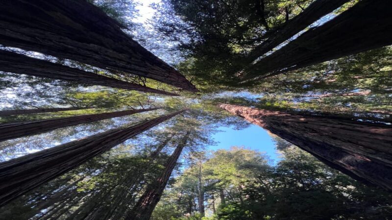 San Francisco: Muir Woods, Sausalito, and Sonoma Wine Tour - Who Will Love This Tour