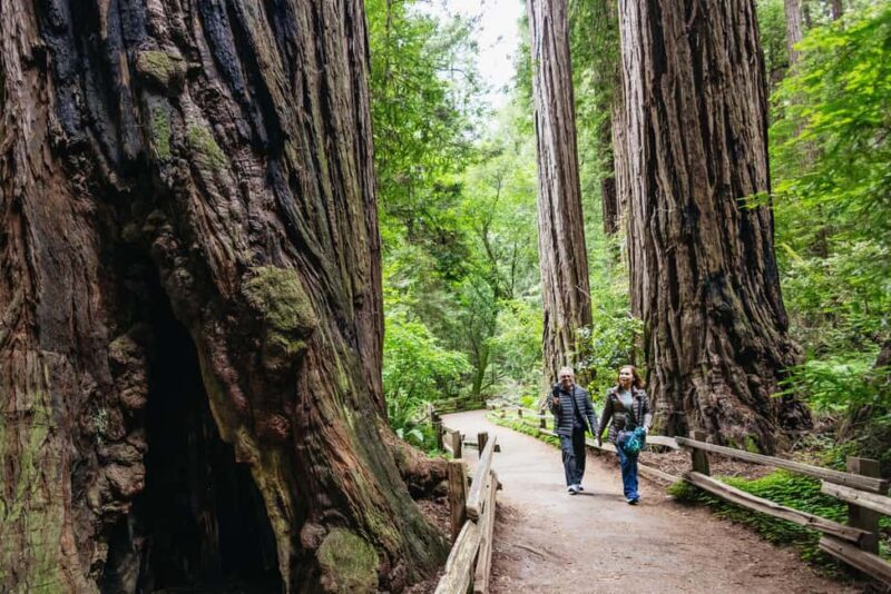 San Francisco: Muir Woods & Sausalito Tour with Ferry Option - Why This Tour Works Well