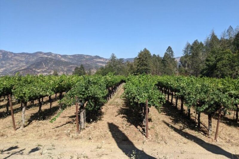 San Francisco: Napa and Sonoma Valley Private Wine Tour - The Logistics – What to Expect