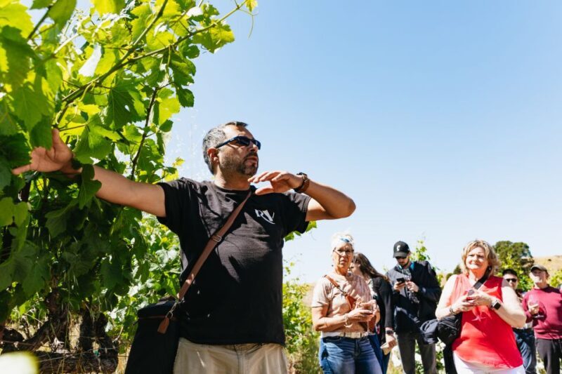 San Francisco: Napa and Sonoma Valley Wine Tour - The Journey Begins: Convenience and Comfort