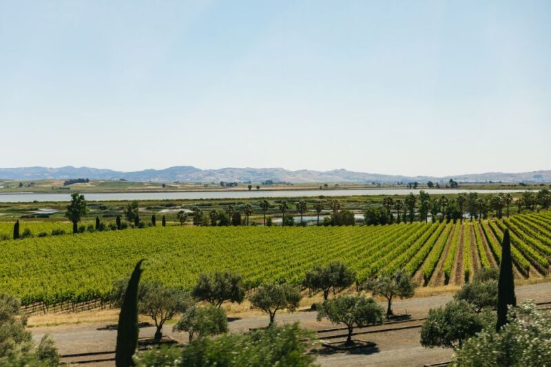 San Francisco: Napa and Sonoma Valley Wine Tour - The Wine Tasting Experience