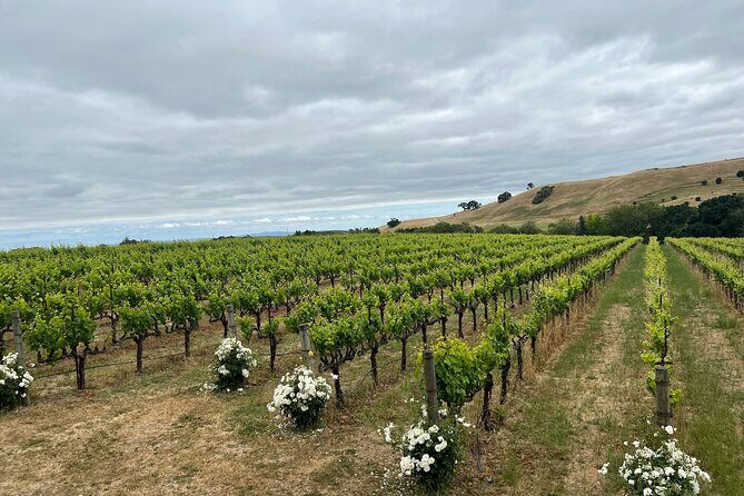 San Francisco: Napa & Sonoma Wine Tour & 24hr Hop-on Hop-off Tour - A Complete Look at the San Francisco & Wine Country Tour