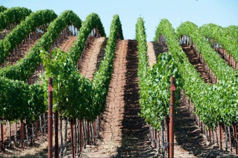 San Francisco: Napa Valley Half-Day Wine Tour with Tastings - A Closer Look: What to Expect on This Napa Valley Tour