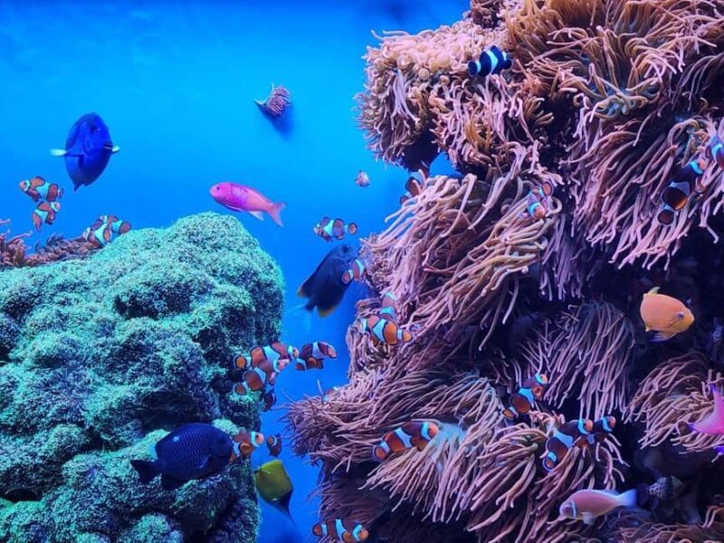 San Francisco: Private Monterey Aquarium 17 Mile Carmel - The Itinerary in Depth
