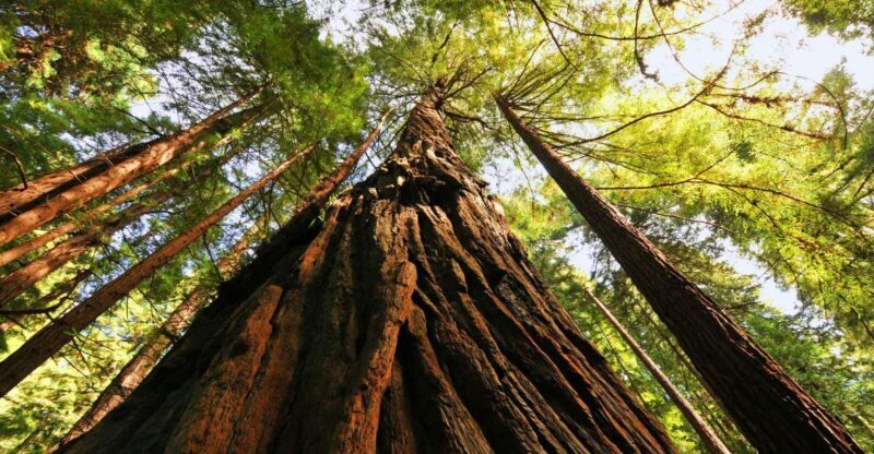 San Francisco: Private Muir Woods and Sausalito Tour - Exploring the Muir Woods and Sausalito Experience