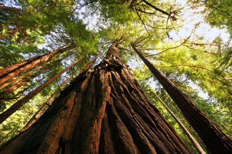 San Francisco: Private Muir Woods and Sausalito Tour - FAQ