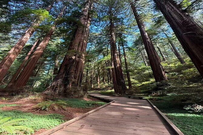San Francisco, Redwoods & Sausalito: A Scenic Small-Group Escape - Exploring the Tour’s Itinerary in Detail
