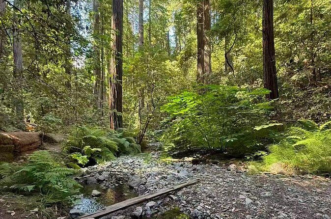 San Francisco, Redwoods & Sausalito: A Scenic Small-Group Escape - The Sum Up