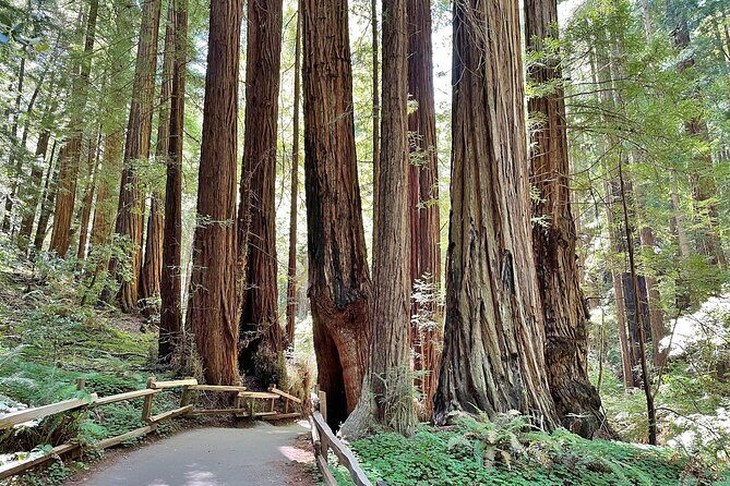 San Francisco to Muir Woods Cycling Tour - Optional Lunch at the Pelican Inn or Nearby