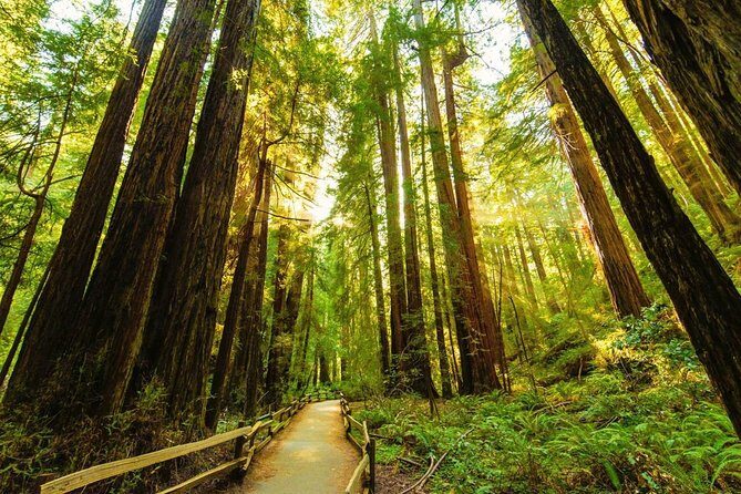San Francisco to Muir Woods Shuttle - An In-Depth Look at the Tour Experience