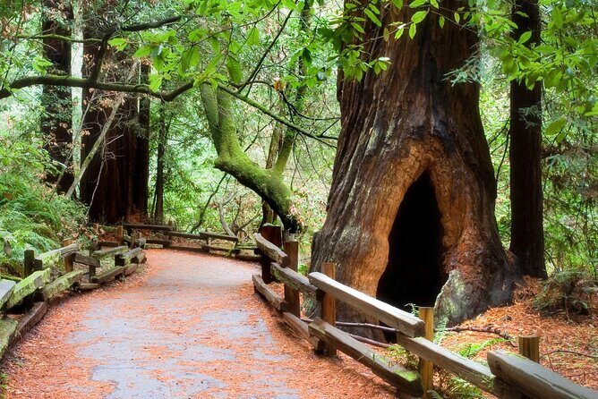 San Francisco to Muir Woods Shuttle - Final Thoughts