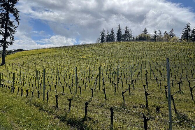 San Francisco Wine Country Tour in EV VW Van - A Sustainable Spin Through California’s Wine Country: The EV VW Van Tour