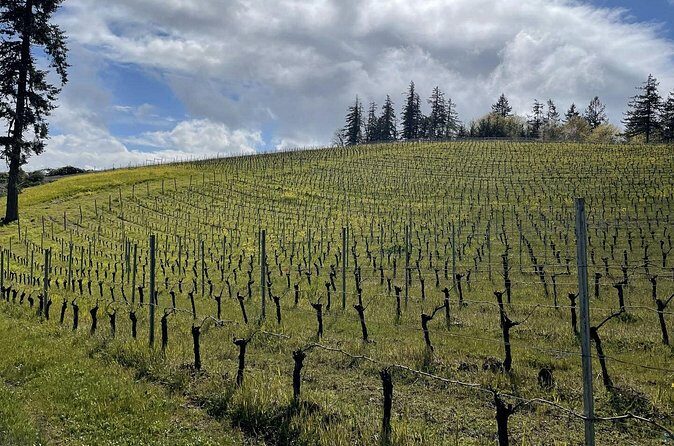 San Francisco Wine Country Tour in EV VW Van - FAQs