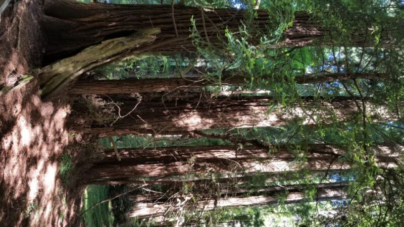 San Fransico: Muir Woods & Marin Headlands Private Tour - A Detailed Look at the Tour