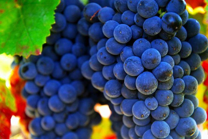 San Gimignano and Chianti Classico Wine and Food PRIVATE TOUR from SIENA - Final Thoughts