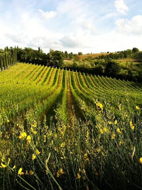 San Gimignano: Tuscan Wine & Bruschetta Tasting for Families - Practical Details and Value