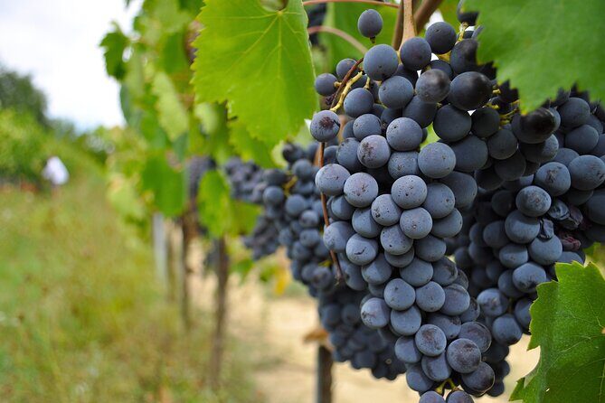 San Gimignano: Vineyard and Cellar Tour with Wine Tasting - Who Should Consider This Tour?