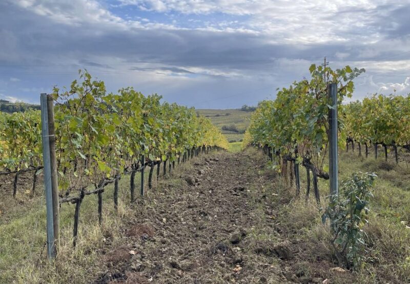 San Gimignano: Vineyard and Cellar Tour with Wine Tasting - Who Should Consider This Experience?