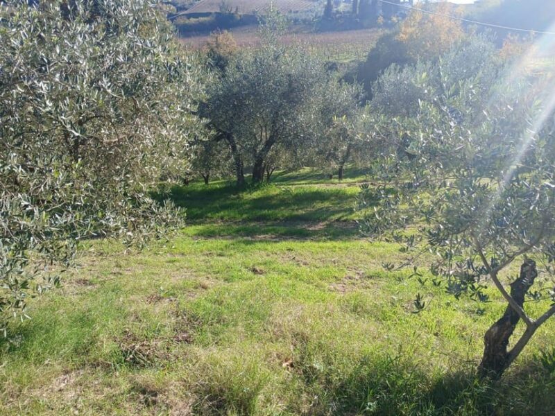 San Gimignano: Winery Visit with Picnic in Olive Grove - Frequently Asked Questions
