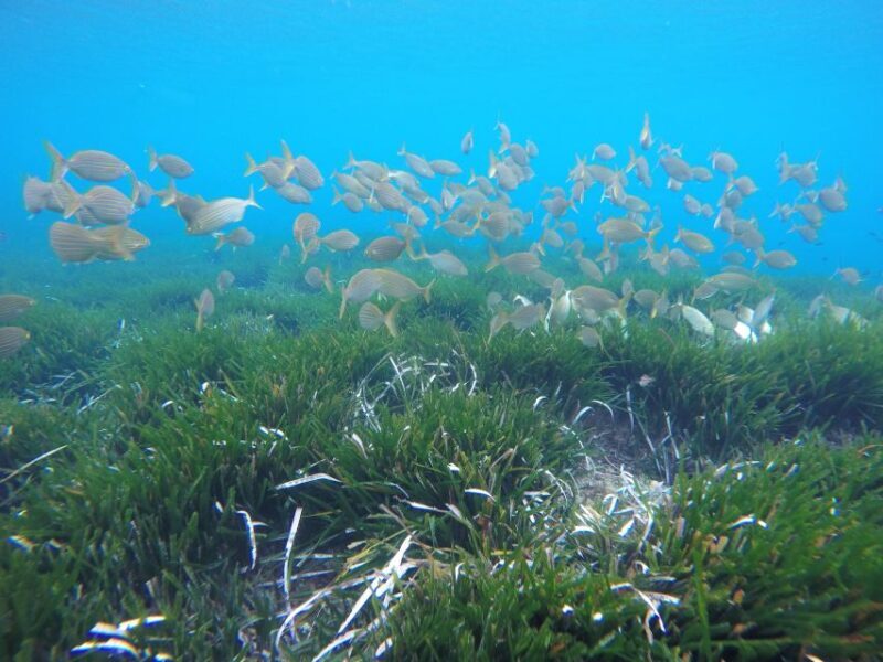 San José: Cabo de Gata Natural Park Kayak and Snorkel Tour - Final Thoughts: Who Should Book?